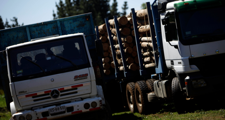 comisión robo de madera