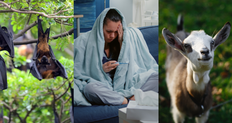 sintomas-henipavirus-virus-animal