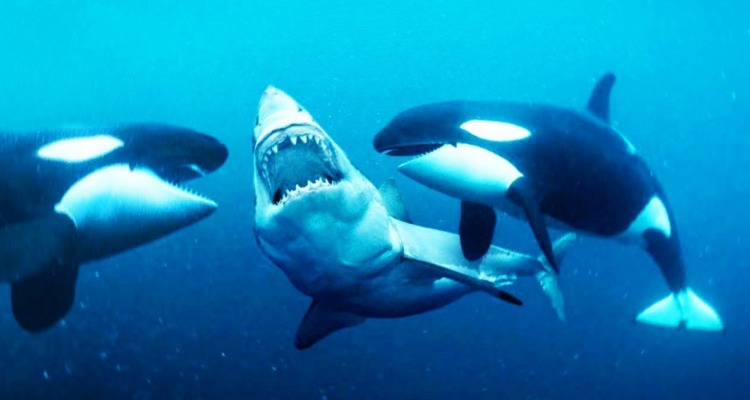 Ataque de orcas a tiburón blanco