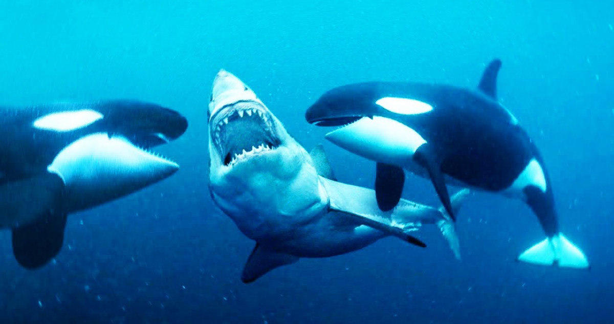 Ataque de orcas a tiburón blanco