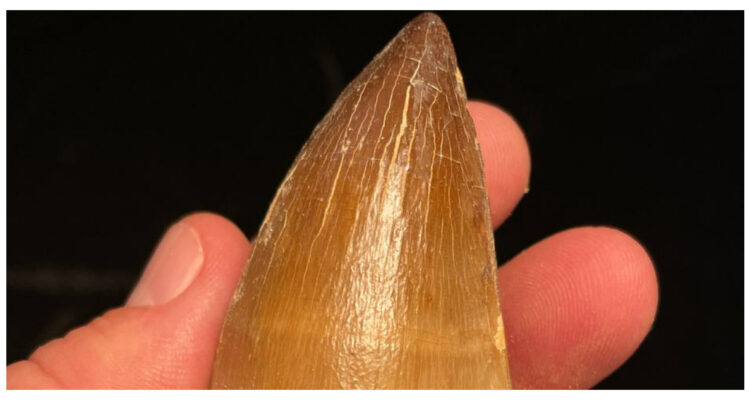 Uno de los dientes del Thalassotitan atrox hallados en Marruecos.
