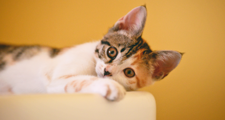 vacuna-covid-para-animales