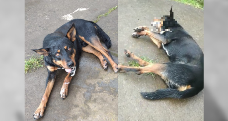 Perro presuntamente envenenado en San Pablo