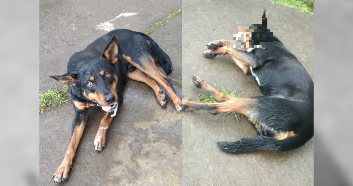 Perro presuntamente envenenado en San Pablo