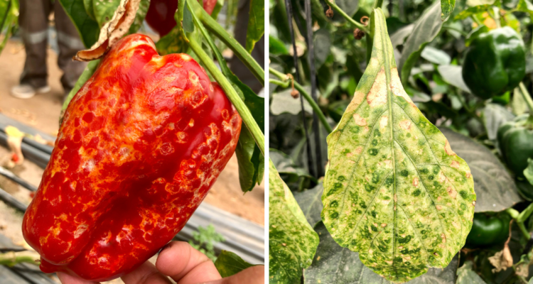 virus ataca cosechas de hortalizas