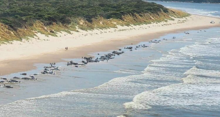 Ballenas piloto varadas en Playa Ocean
