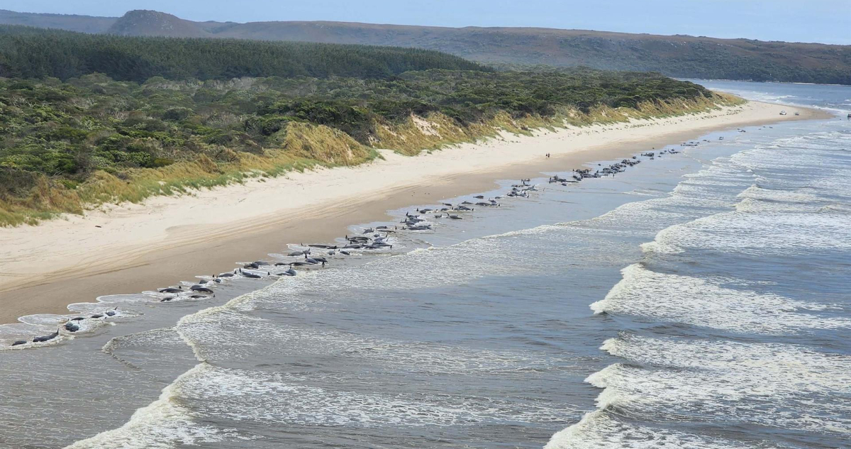 Ballenas varadas en Australia