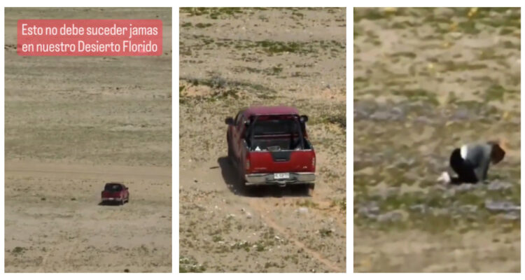 Desierto florido en Caldera
