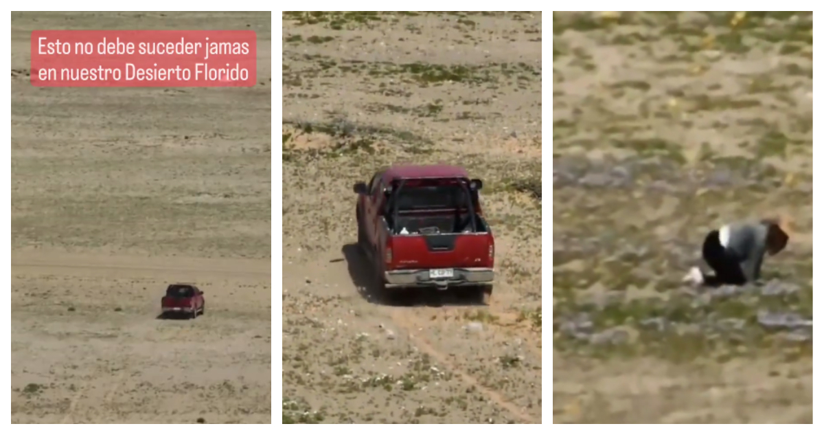 Desierto florido en Caldera