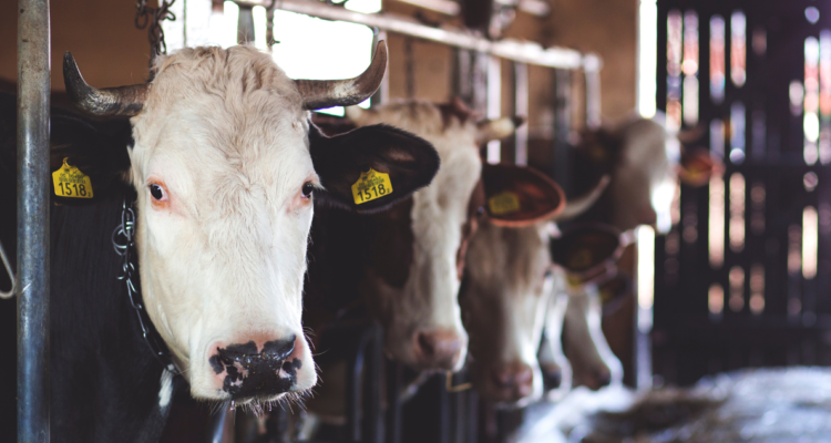 Grupo de vacas en un establo. Síntomas ántrax