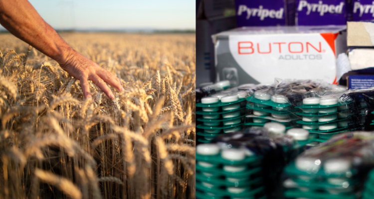 Campo de trigo, alimento que no pueden consumier los celiacos por su alto contenido en gluten y un decomiso de medicamentos no autorizados en una feria libre