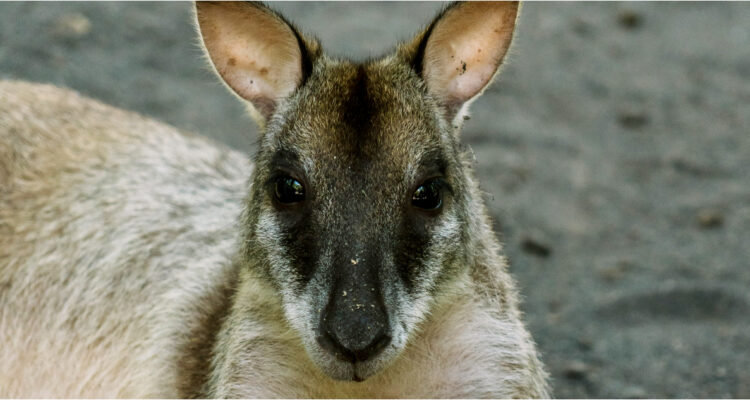 canguro mata a hombre en Australia