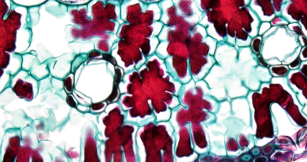 Imagen de una célula. Científicos habrían capturado por primera vez como el virus del Covid infecta una célula