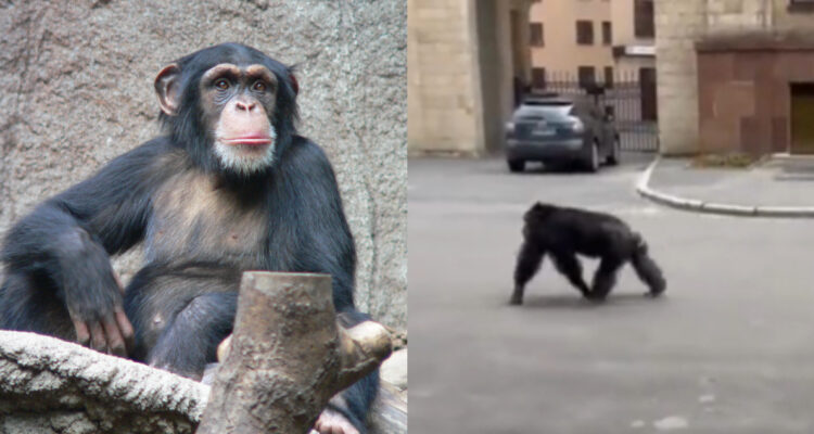 Chimpancé huye de zoológico en Ucrania y vuelve porque el dio frío