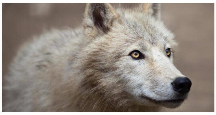 clonan lobo ártico en china