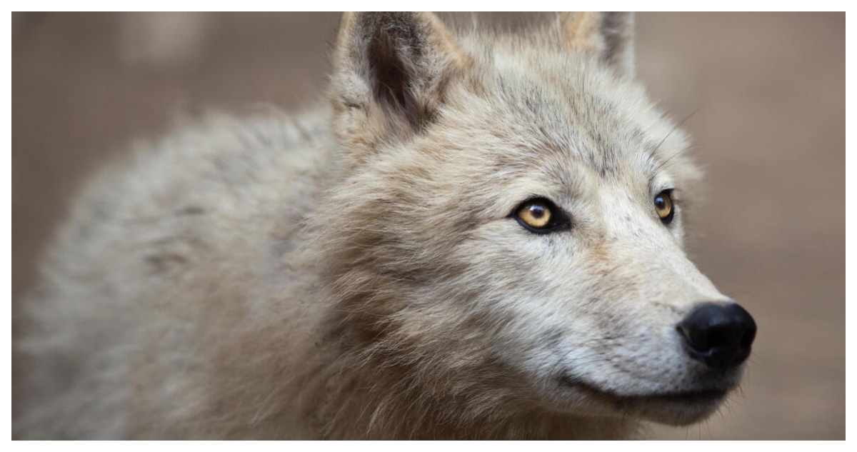 clonan lobo ártico en china