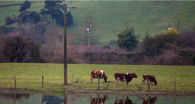 Comunidad mapuche acusa que CGE pretende instalar postes en espacio ceremonial en Quepe
