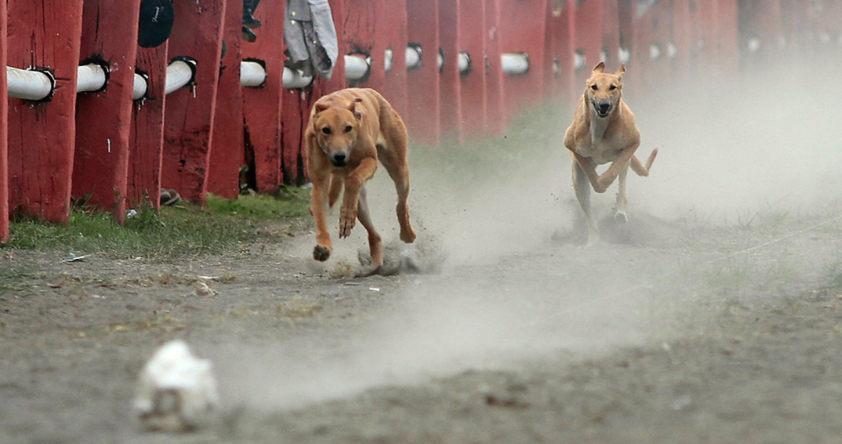 Perros galgos corriendo.