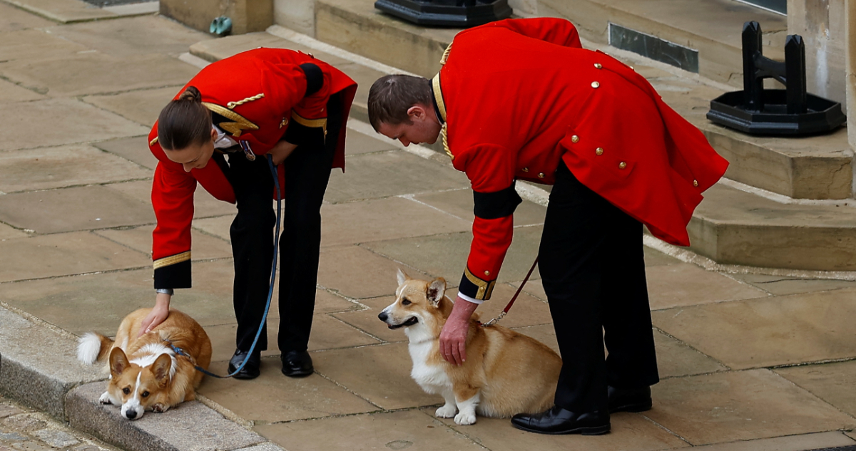 Corgis reales