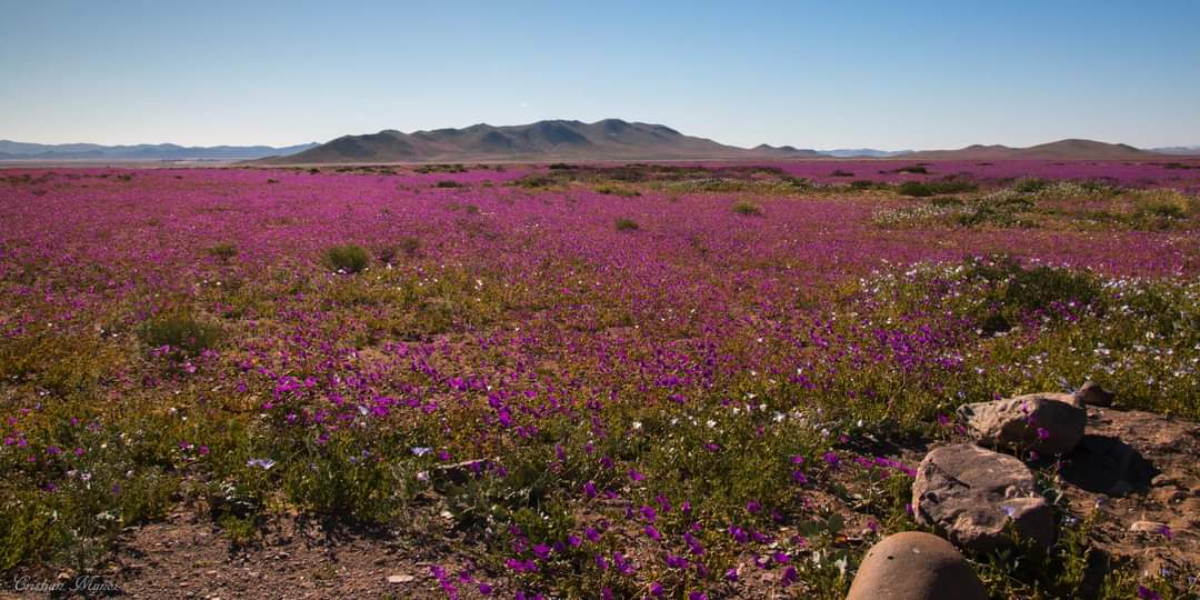 Autoridades lanzan temporada de Desierto Florido en Atacama