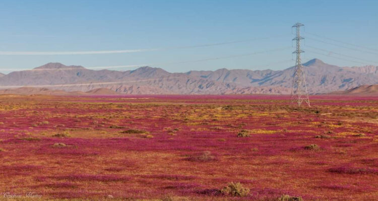 Autoridades lanzan temporada de Desierto Florido en Atacama