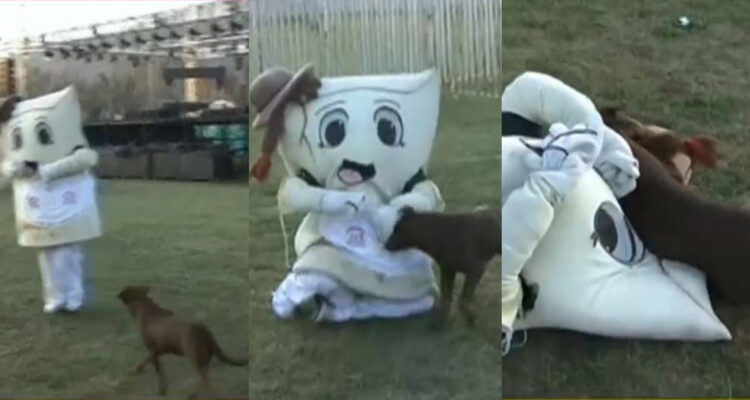 El corpóreo de empanada siendo perseguido y atacado por el perro.