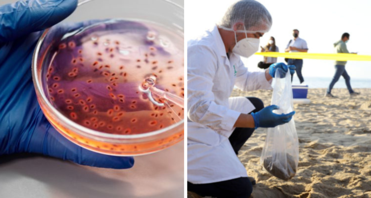 Experto explica cómo descontaminarán Las Salinas