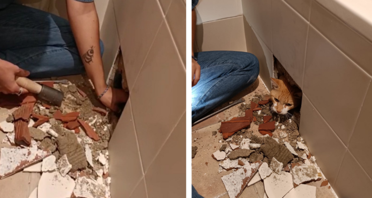 Gato atrapado dentro de la remodelacion de una tina siendo rescatado por sus dueños