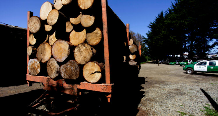Las presiones al Gobierno para que promulgue ley que endurece penas para el robo de madera