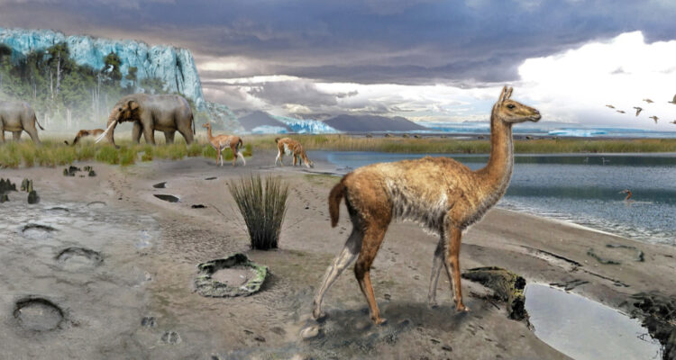 Huellas en Puerto Montt