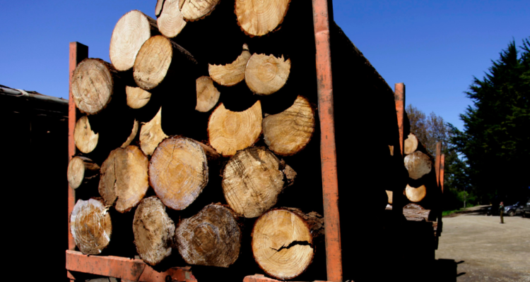 Juez prohíbe dar nombres de exejecutivos de Innovaciones Forestales, imputados por millonario fraude.