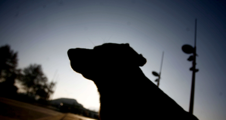 Imagen de contexto de un perro a contraluz