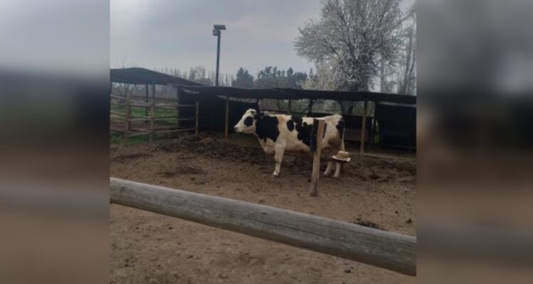 Más de 17 mil personas piden la liberación de vaca Verónica de Duoc UC en Santiago