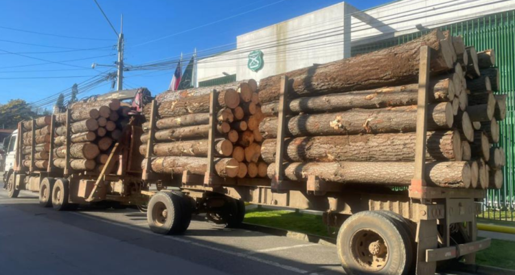 madera robada Chol Chol