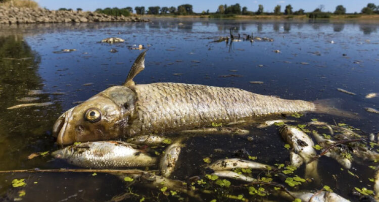 Muerte de peces en Alemania