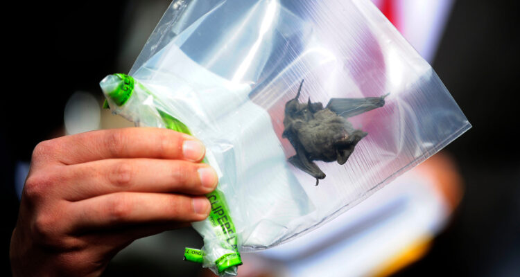 Reportan hallazgo de murciélago en una casa en La Serena: critican demora de Seremi de Salud