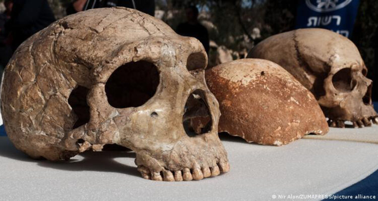 El cráneo parcial de un Homo sapiens entre un cráneo de neandertal y un cráneo completo de humano moderno