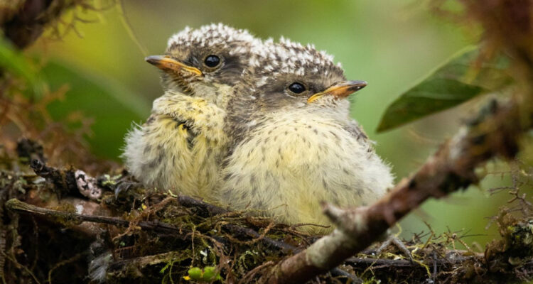 Pichones de pájaros brujos