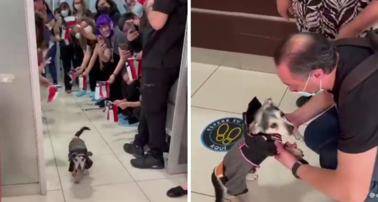 historia perro veterinaria Ñuñoa