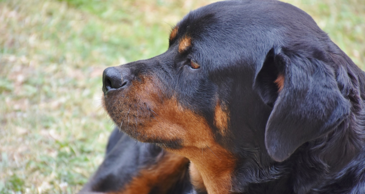 perro rottweiler