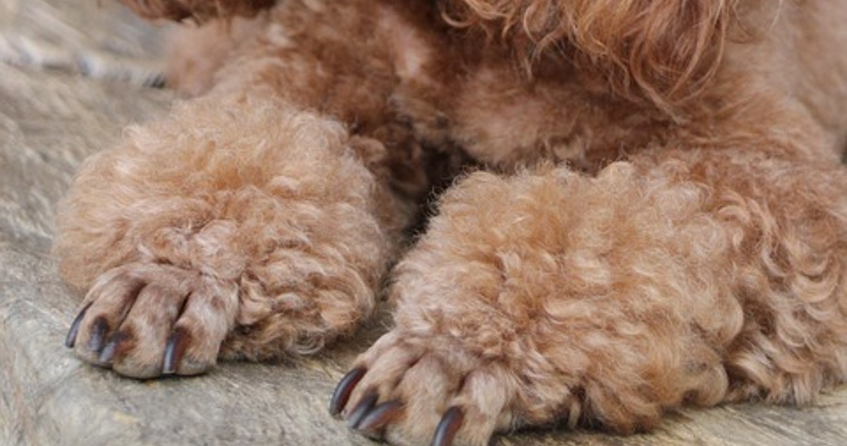 Impacto en Osorno: familia encontró los restos de su perro que fue desollado por desconocidos