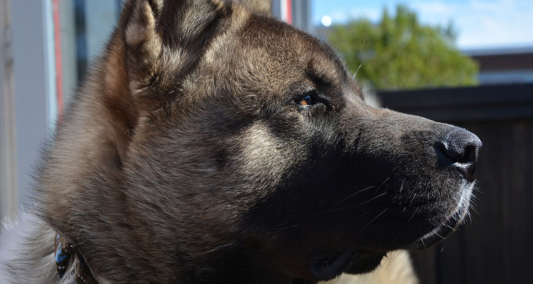 Hombre con más de 30 perros Akita en patio de su casa es condenado nuevamente por maltrato animal.