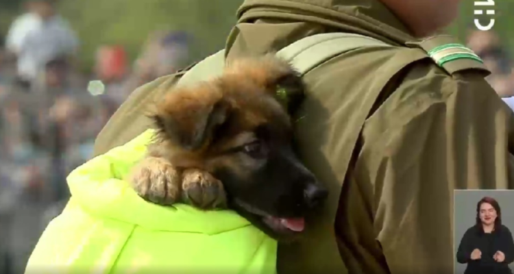 Perritos Carabineros en Parada Militar