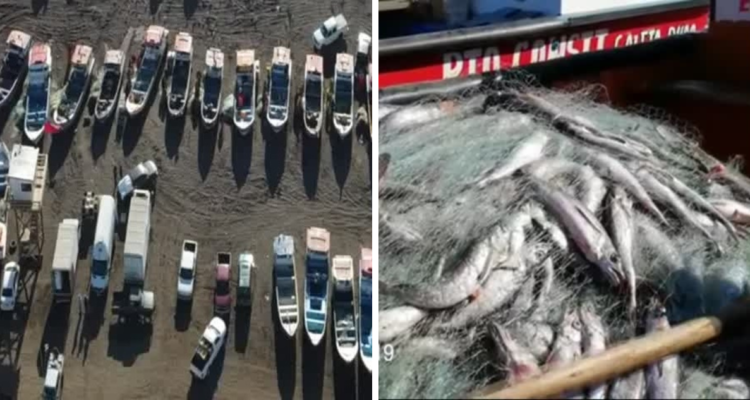 pesca ilegal de merluza