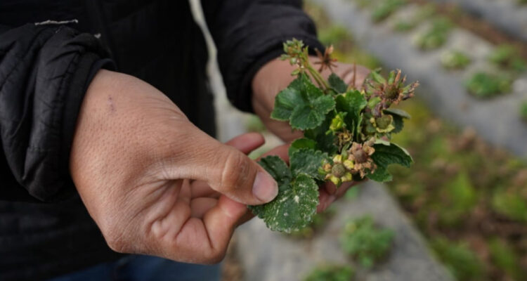 productores de frutillas