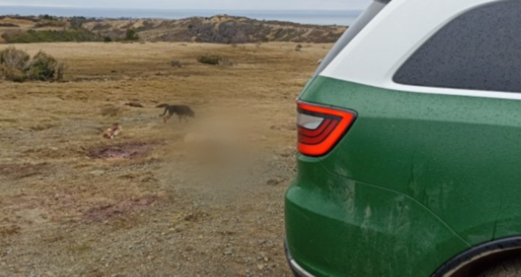 roban y faenan vacas en punta arenas