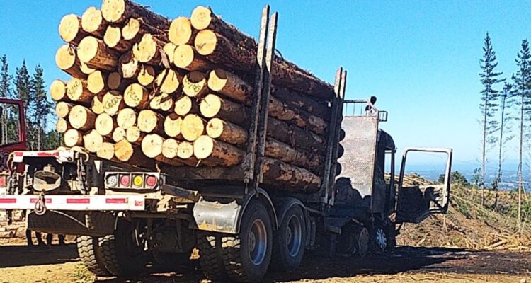 robo de madera