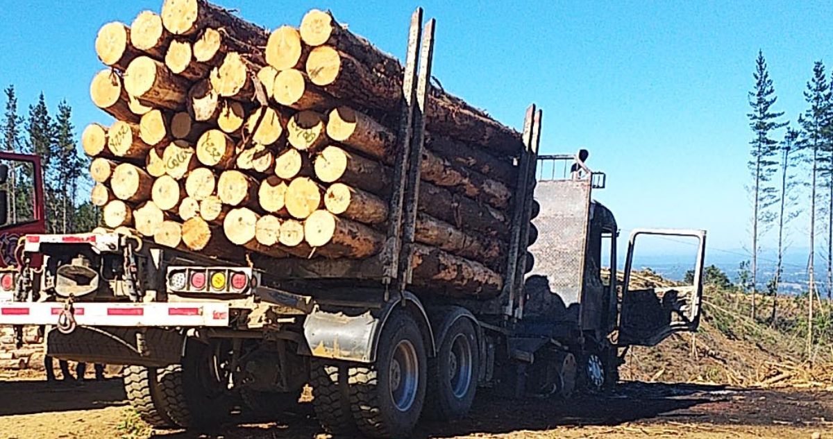 robo de madera