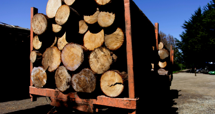 robo de madera Cámara Baja