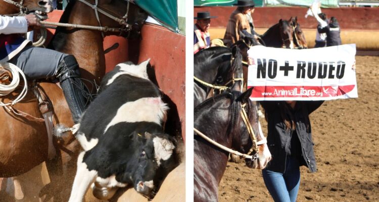 Federación de Rodeo no se quienta por petición de ONG para que no sea considerado deporte nacional